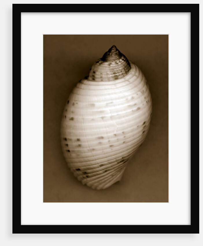 Bonnet Shell by Anonymous