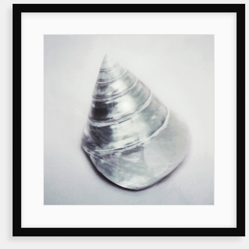 Pearl Trochus Shell by Anonymous