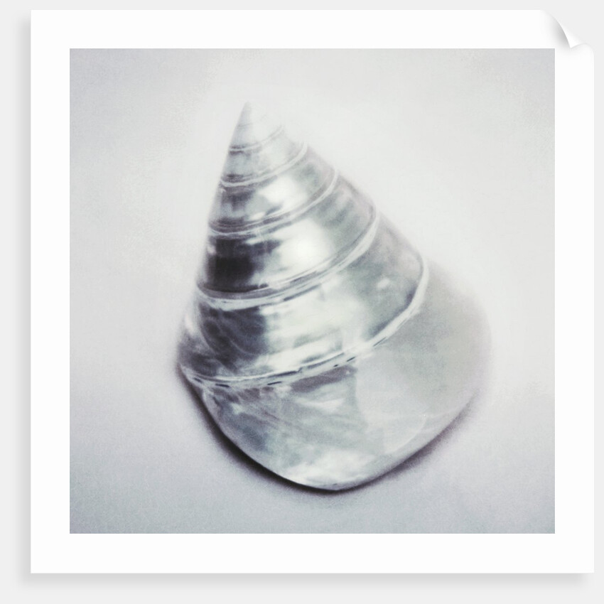 Pearl Trochus Shell by Anonymous