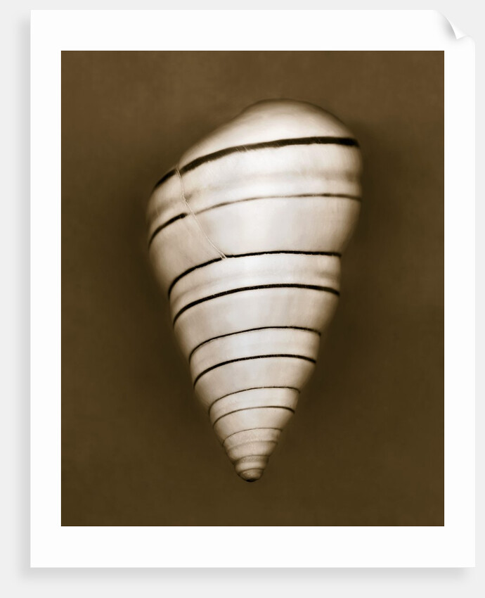 Candy Cane Shell by Anonymous