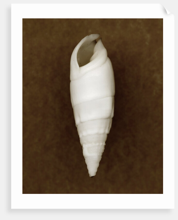 White Cerithium Shell by Anonymous