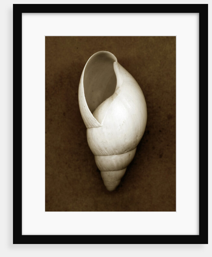 White Cornball Shell by Anonymous