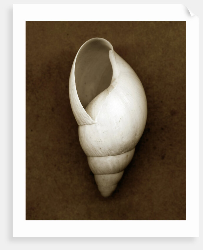 White Cornball Shell by Anonymous