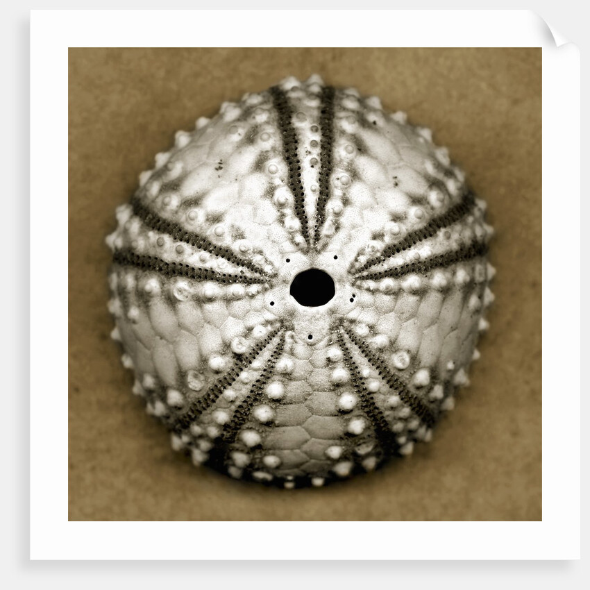 Deep Water Sea Urchin by Anonymous