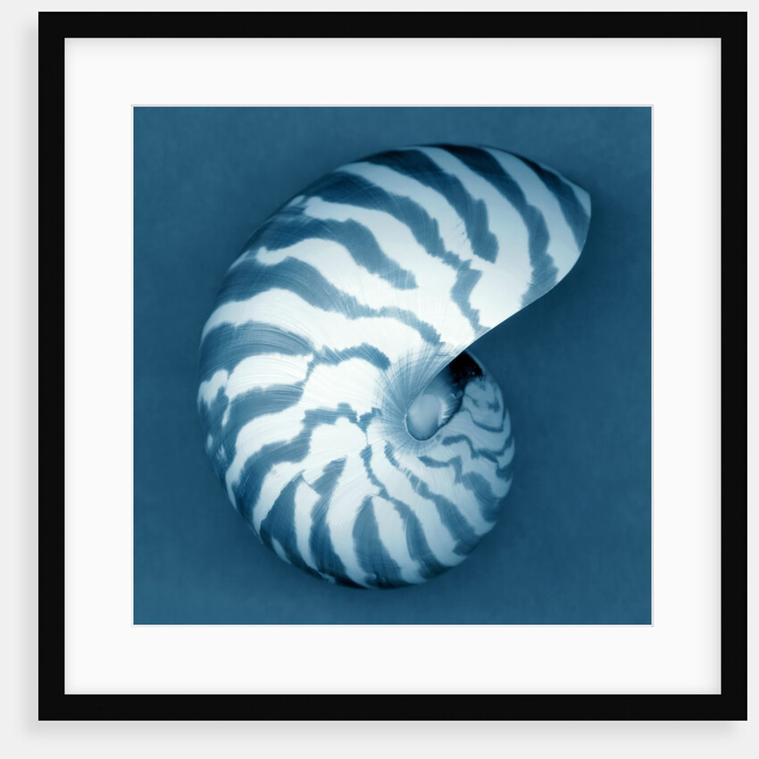 Nautilus Shell by Anonymous