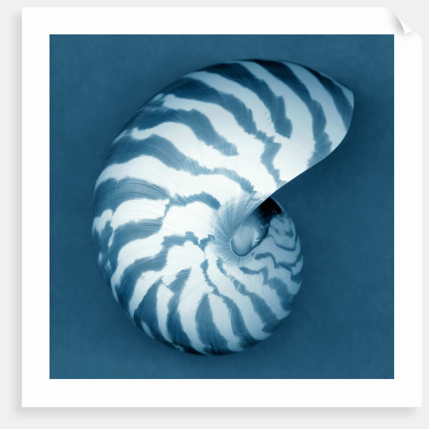 Nautilus Shell by Anonymous