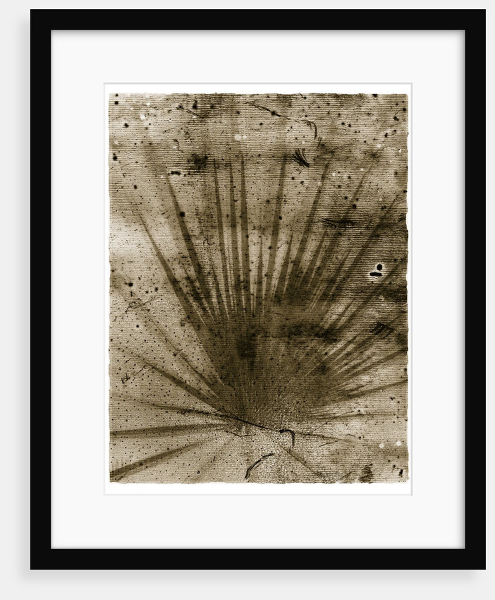 Palmetto Palm by Anonymous