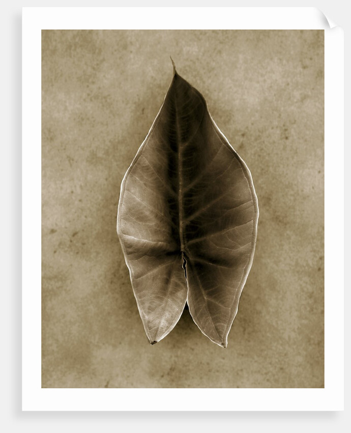 Elephant Ear by Anonymous