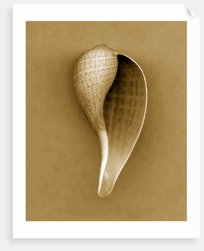 Graceful Fig Shell by Anonymous