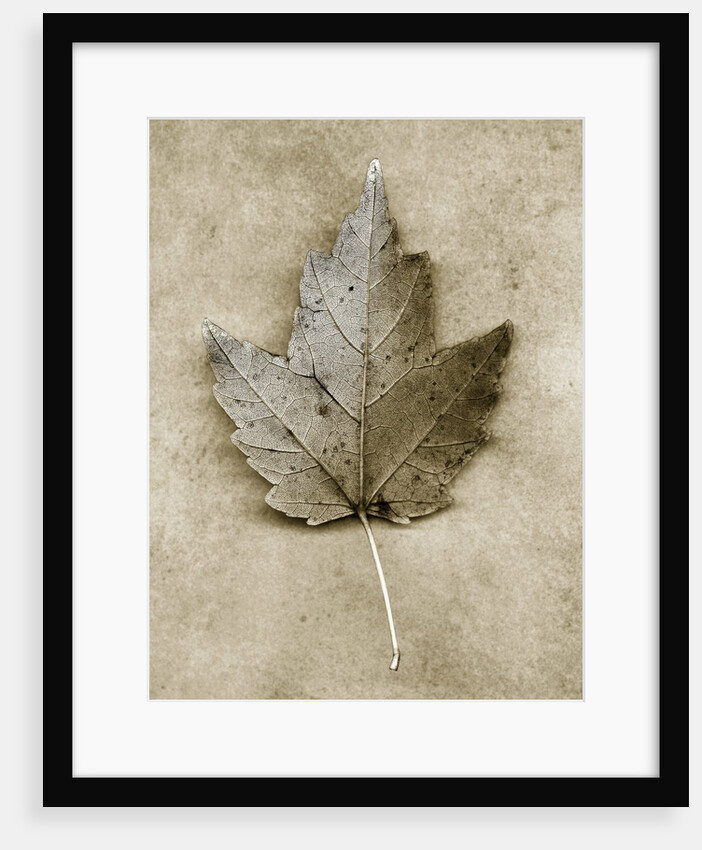 Maple Leaf by Anonymous