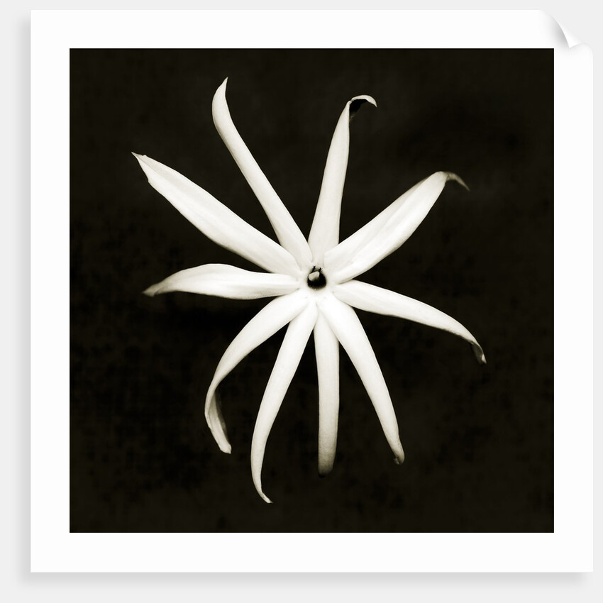 Jasmine by Anonymous