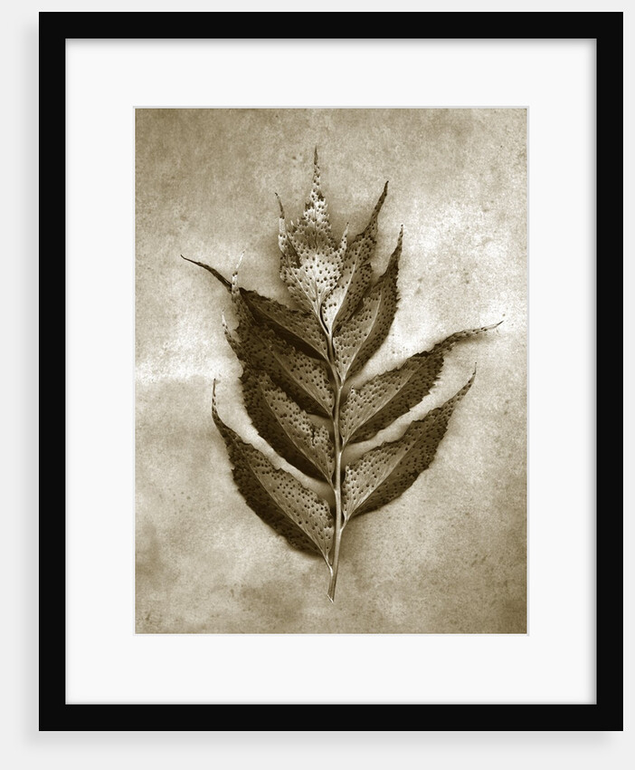 Holly Fern by Anonymous