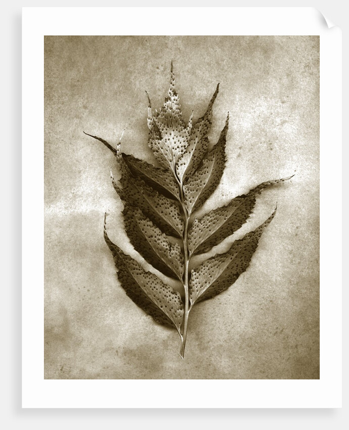 Holly Fern by Anonymous