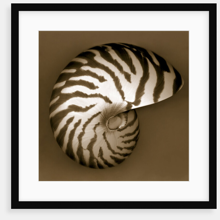 Nautilus Shell by Anonymous
