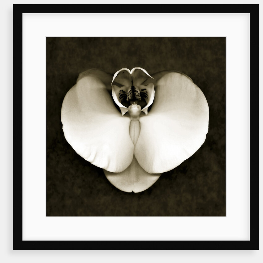 Orchid by Anonymous