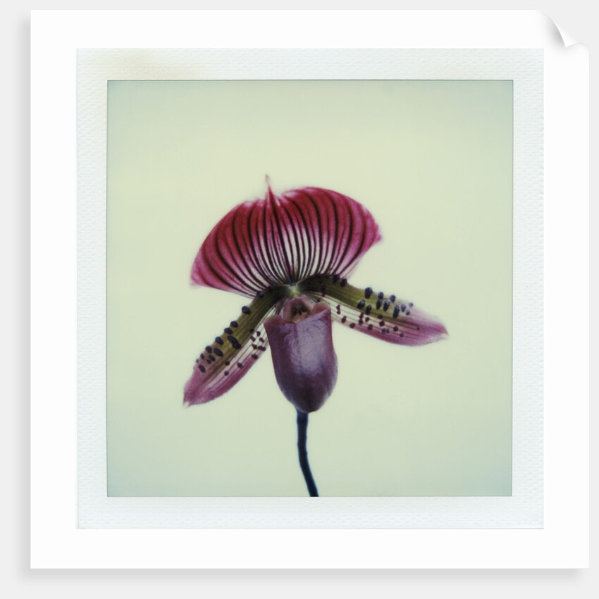 Lady Slipper Orchid by Anonymous