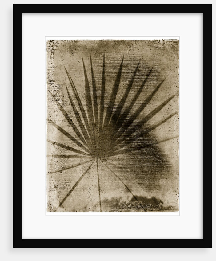 Palmetto Palm by Anonymous