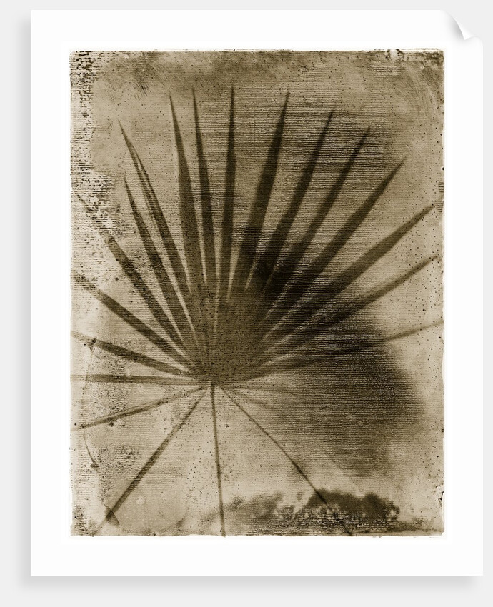 Palmetto Palm by Anonymous