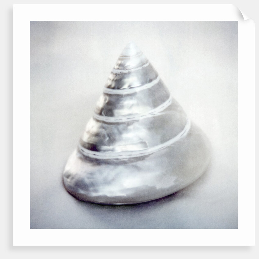 Pearl Trochus Shell by Anonymous