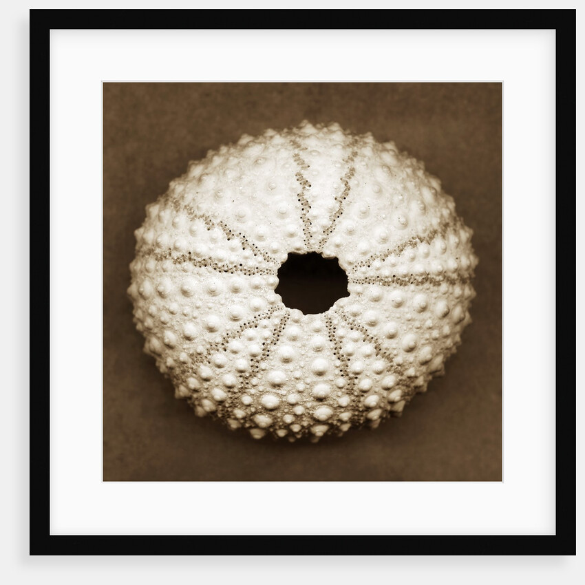 Pink Sea Urchin by Anonymous