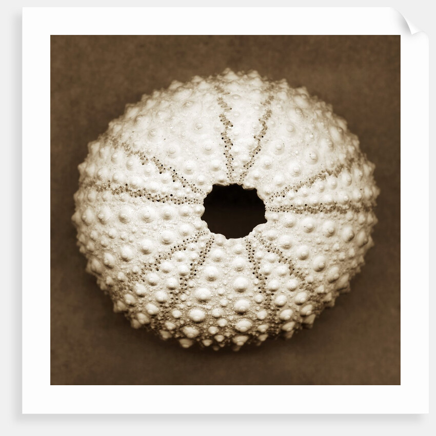 Pink Sea Urchin by Anonymous