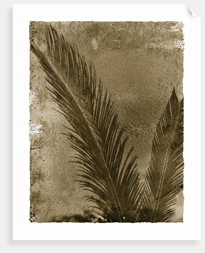 Sago Palm by Anonymous