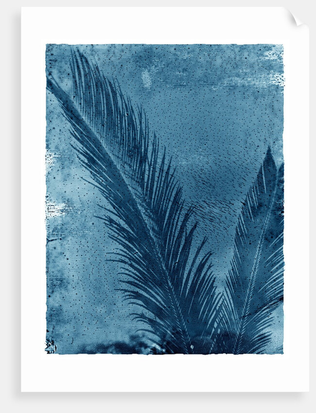 Sago Palm by Anonymous