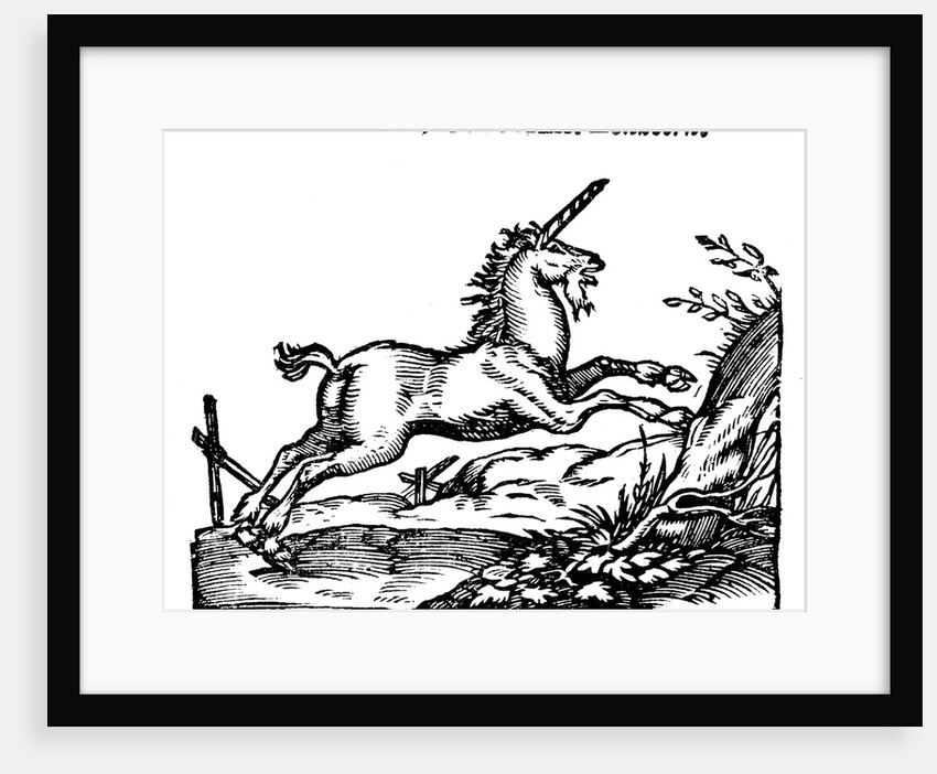 Unicorn by Anonymous
