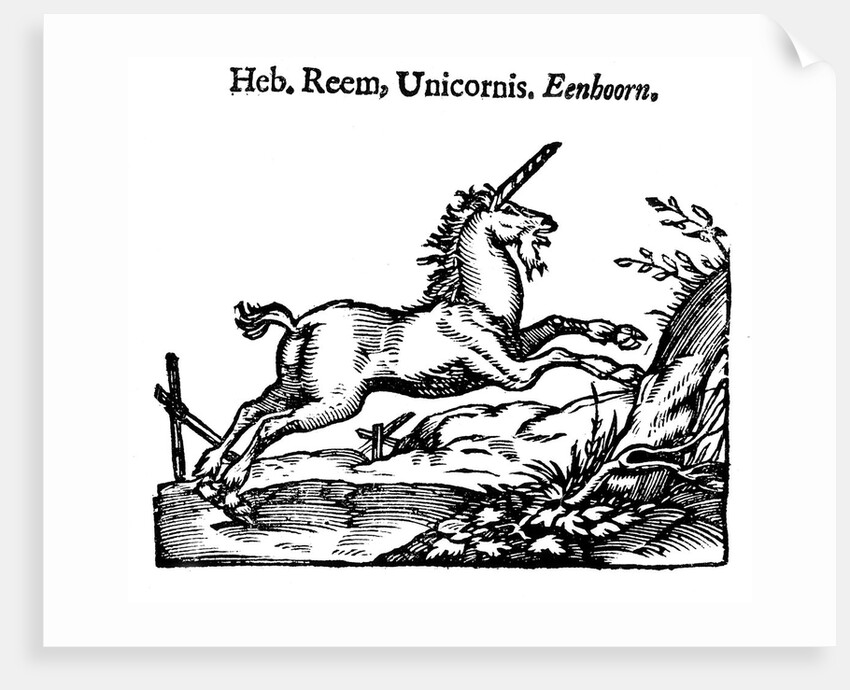 Unicorn by Anonymous