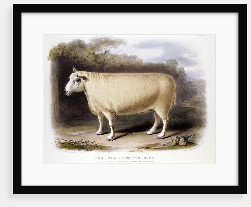 New Leicester ram by Anonymous