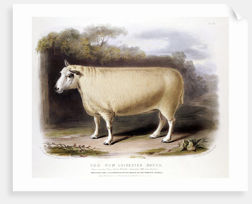 New Leicester ram by Anonymous