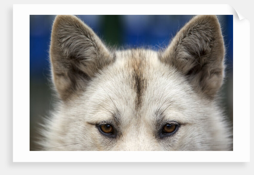 Sled Dog in Greenland by Anonymous