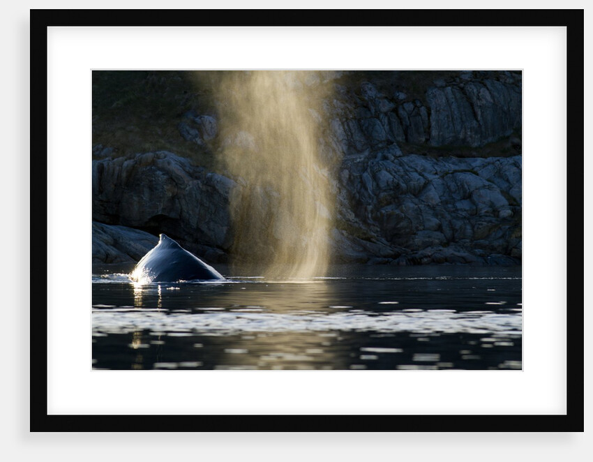 Humpback whale in Disko Bay in Greenland by Anonymous