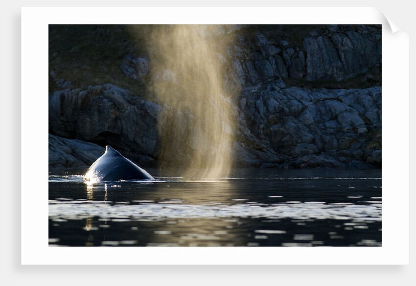 Humpback whale in Disko Bay in Greenland by Anonymous