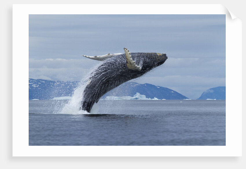 Humpback whale calf breach in Disko Bay in Greenland by Anonymous