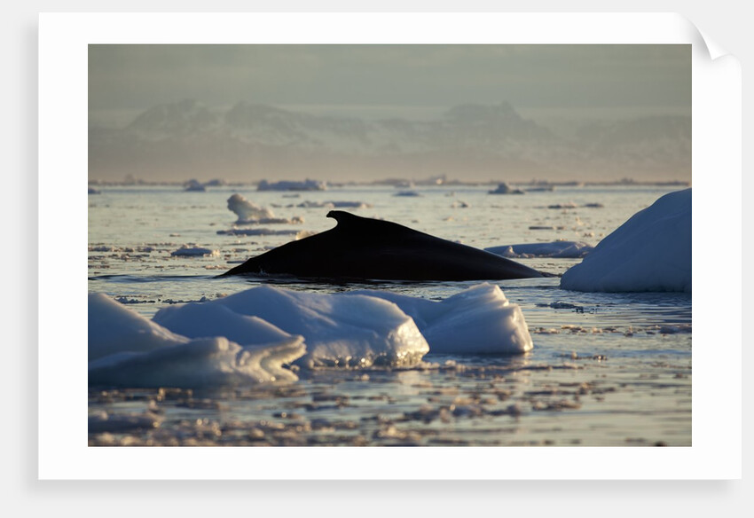 Humpback Whale in Disko Bay in Greenland by Anonymous