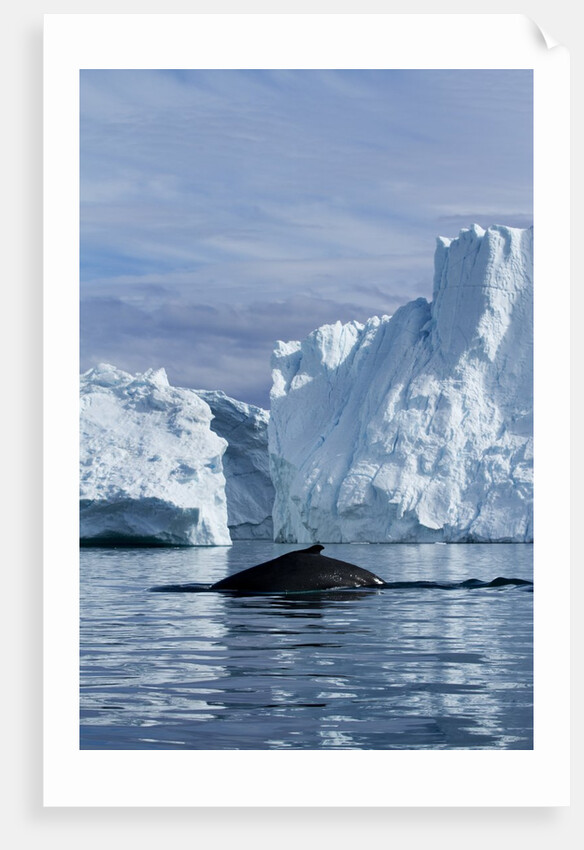 Humpback Whale in Disko Bay in Greenland by Anonymous