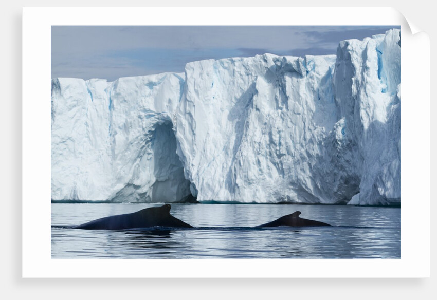 Humpback Whales in Disko Bay in Greenland by Anonymous