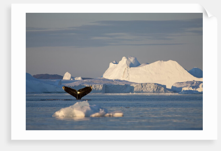 Humpback Whale in Disko Bay in Greenland by Anonymous