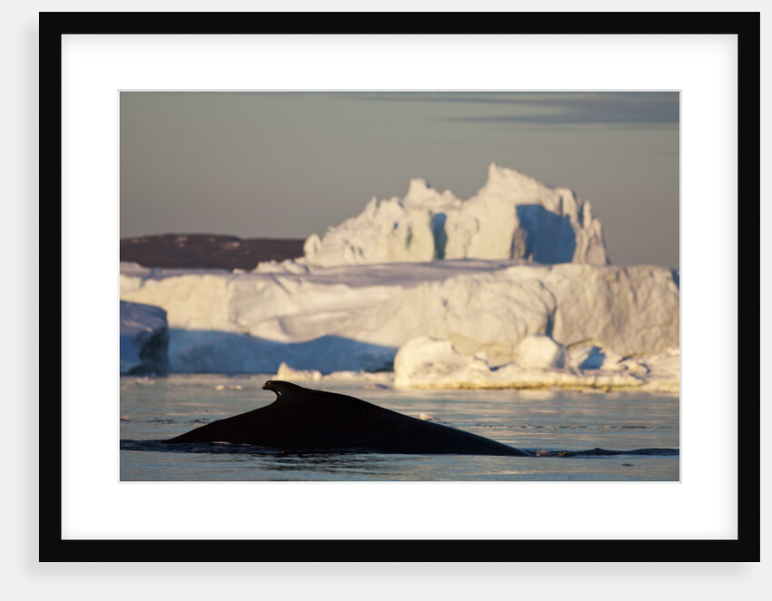 Humpback Whale in Disko Bay in Greenland by Anonymous