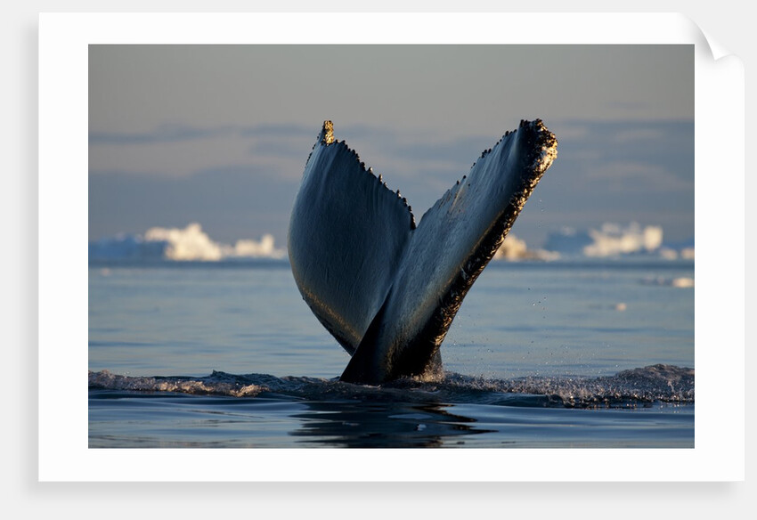 Humpback Whale in Disko Bay in Greenland by Anonymous