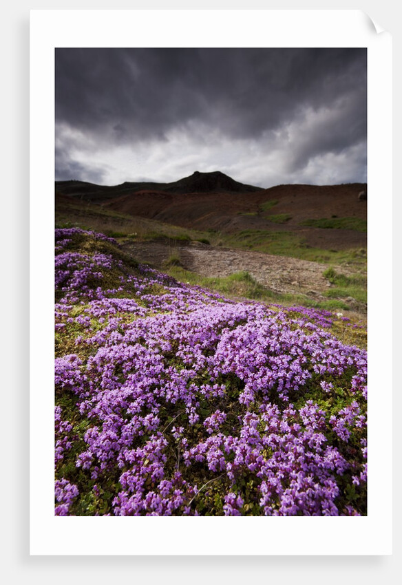 Summer Wildflowers in Iceland by Anonymous