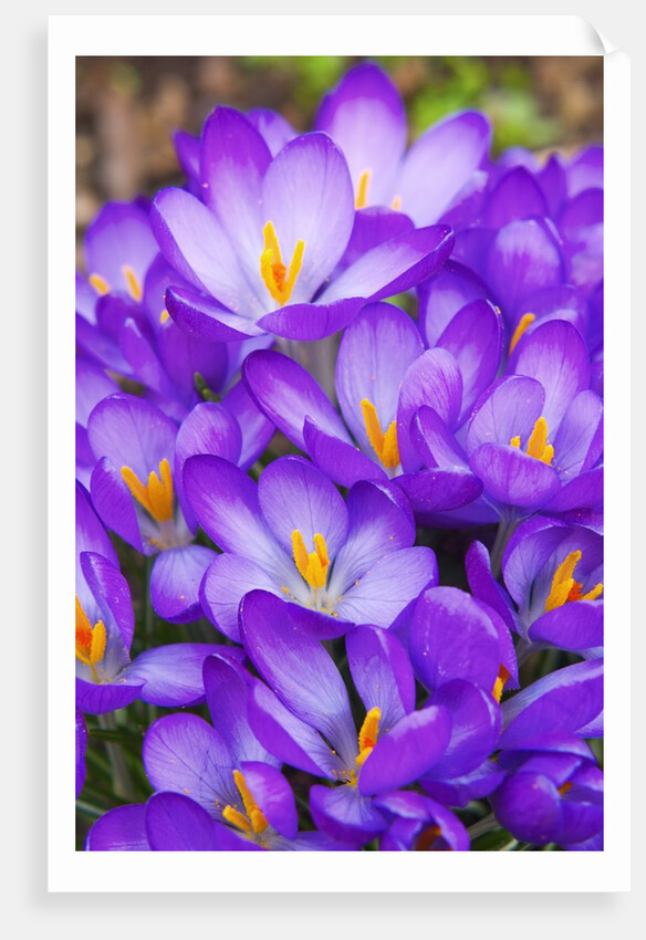 Spring crocuses by Anonymous
