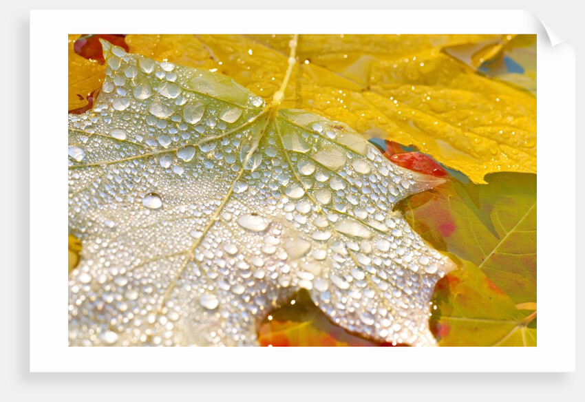 Fall leaves covered in water droplets by Anonymous