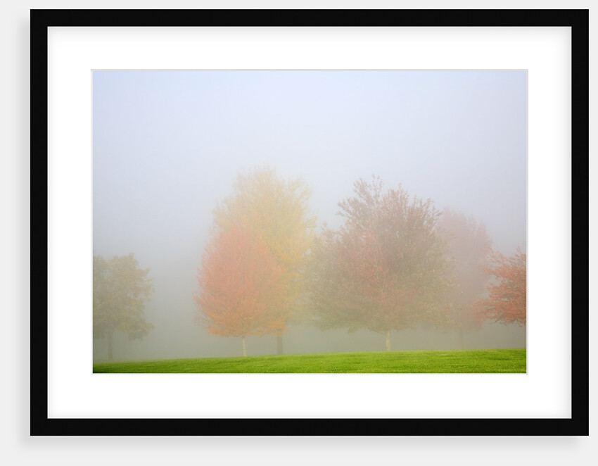 Fall trees shrouded in mist by Anonymous