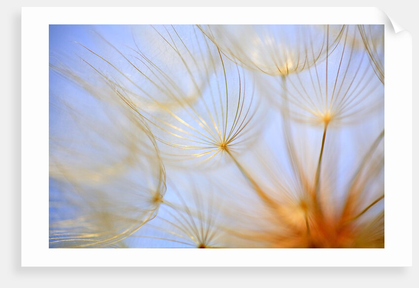 Close-up of a dandelion by Anonymous