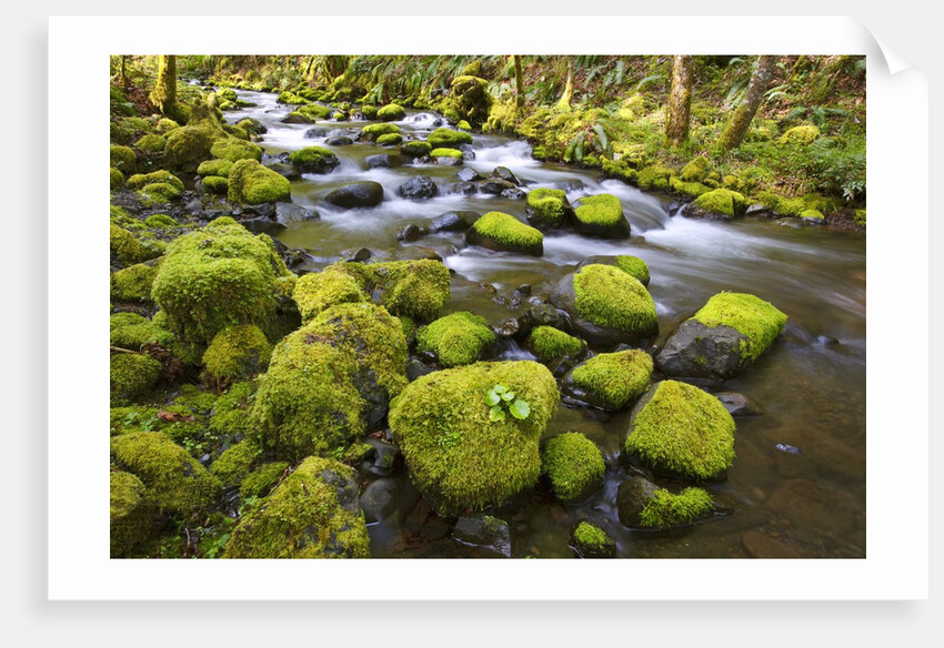 Mossy rocks along a creek by Anonymous
