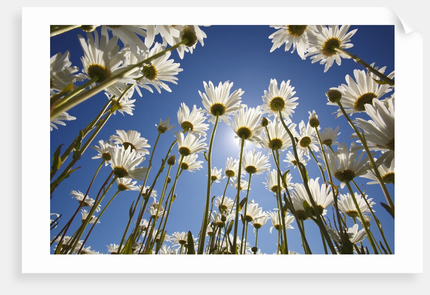 Sun and blue sky through daisies by Anonymous
