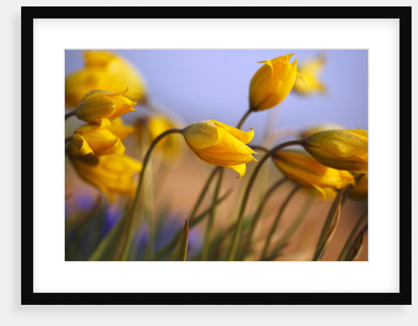 Close-up of daffodils by Anonymous