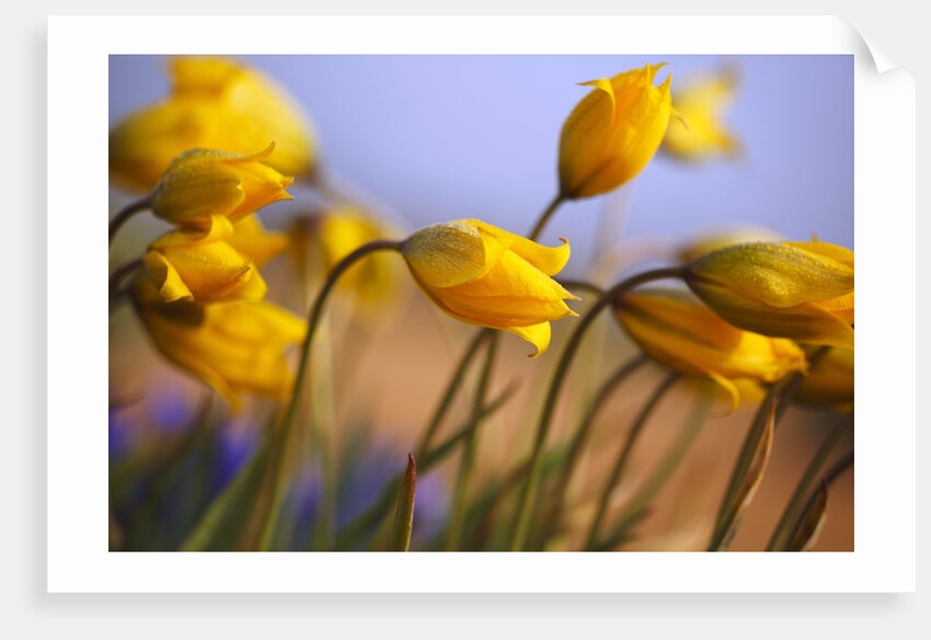Close-up of daffodils by Anonymous